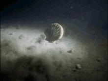 scallop-swim